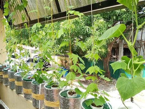 An urban grower uses hydroponics in his small terrace garden in .